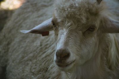 Close-up of goat