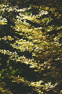 Close-up of yellow flowering plants