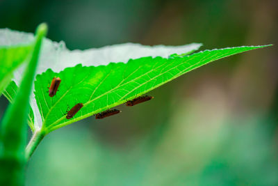 Close-up of insect on leaf