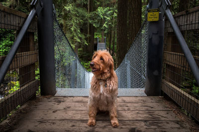 Dog sitting on wooden footbridge in forest