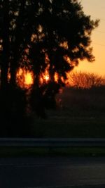 Silhouette of trees at sunset