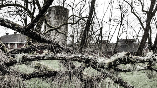 Bare trees against sky