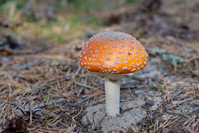 Close-up of fly agaric mushroom on field