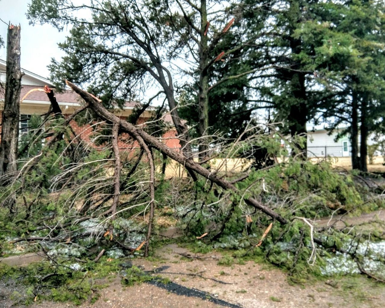 Ice storm damage