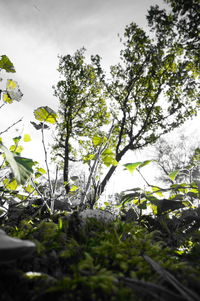 Low angle view of tree against sky