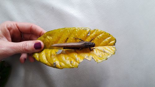 Close-up of hand holding leaf