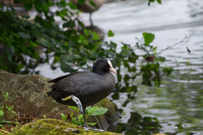 Coot perching on rock by lake