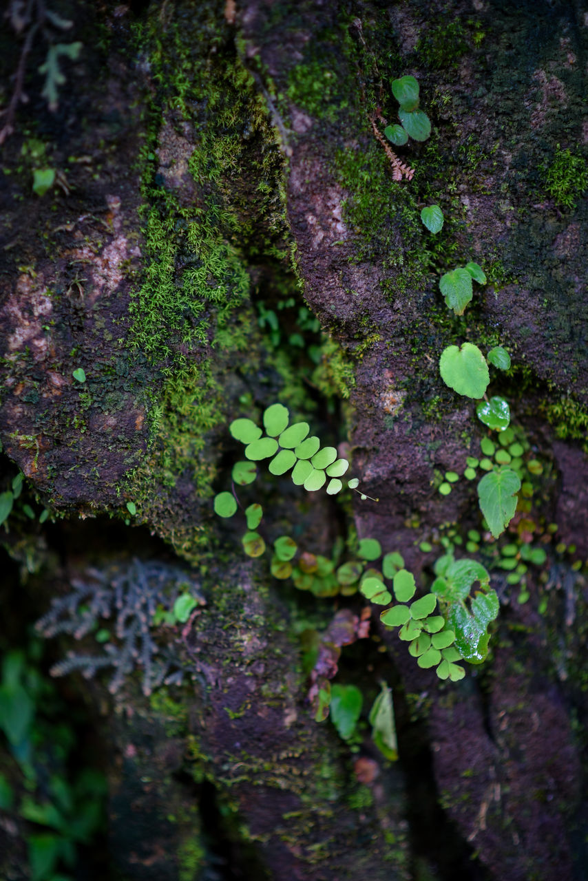 green, plant, nature, forest, growth, woodland, natural environment, tree, leaf, no people, moss, plant part, tree trunk, trunk, day, beauty in nature, close-up, outdoors, land, rainforest, flower, jungle, textured, ivy, selective focus