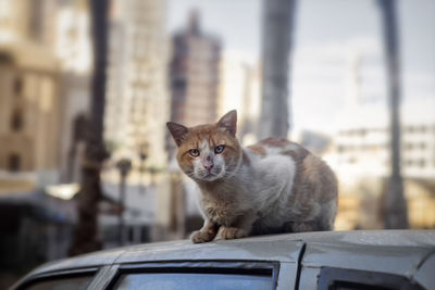 Portrait of cat sitting on car in city