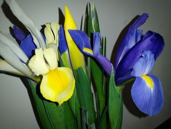 Close-up of yellow flower