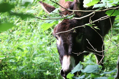 Close-up of a horse