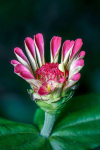 Close-up of pink flower