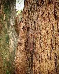 Close-up of lizard on tree trunk