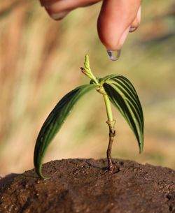 Cropped hand putting water drop on sapling