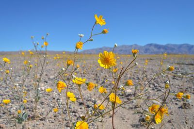 Yellow flowers growing in field