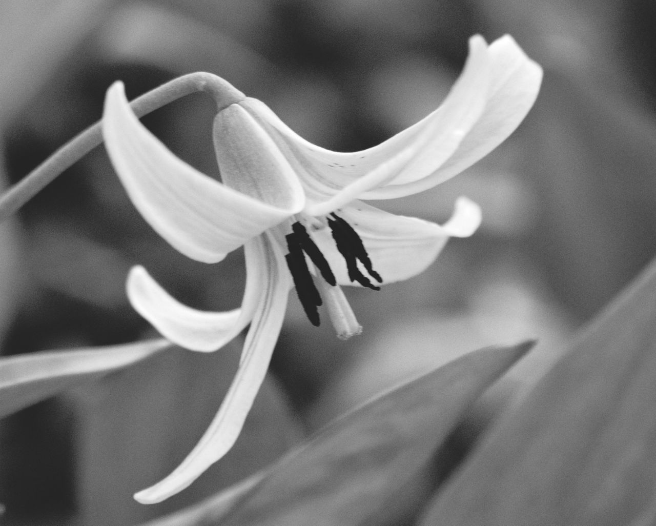 CLOSE-UP OF PURPLE FLOWER