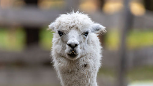 Close-up portrait of a lama