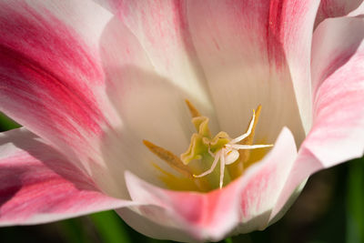 Close-up of pink rose flower