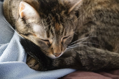 Close-up of cat sleeping