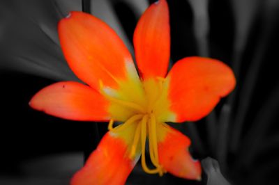 Close-up of red flower