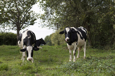 Cows standing in a field