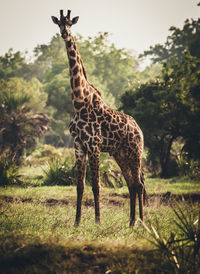 Giraffe standing on field