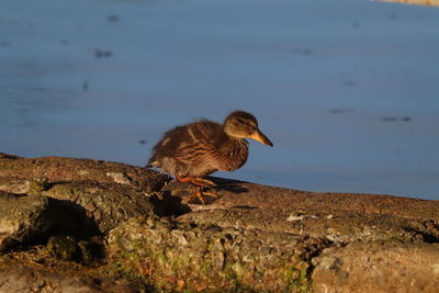 Close-up of duck on rock at lakeshore