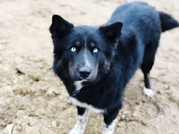 Black beautiful dog at wind farm