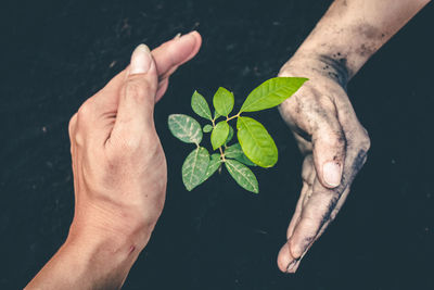 Close-up of hand holding leaves