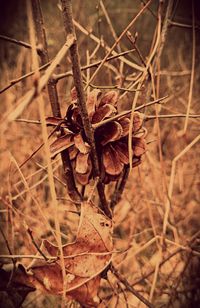 dry