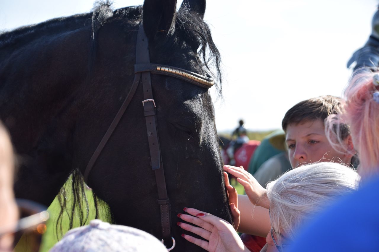 Friesian Horse Domestic Animals Horseback Riding Mounted Medieval Festival Real People One Animal Day Two People Leisure Activity Riding Lifestyles Men Headshot Outdoors Close-up Adult People