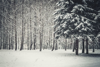 Trees on snow covered land