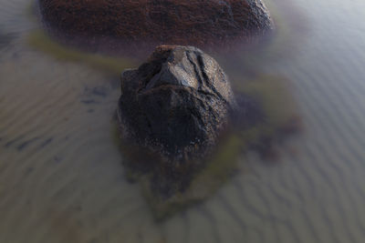 High angle view of lizard on rock