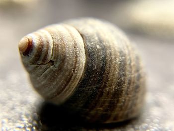 Close-up of snail