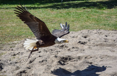 Bald eagle flying over field