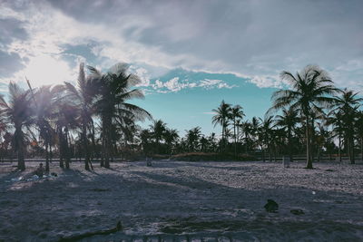 Scenic view of palm trees on beach against sky