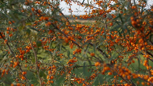 Full frame shot of orange tree