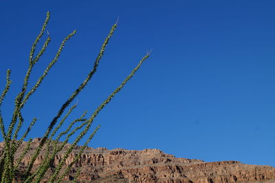 Low angle view of plants against clear blue sky