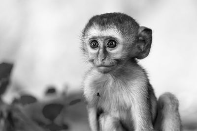 Portrait of young man sitting looking away