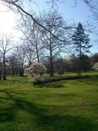 Trees on grassy field