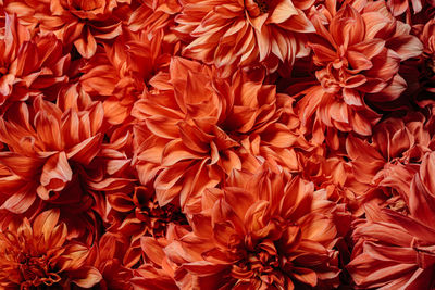 Full frame shot of orange flowering plants