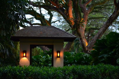 Trees in garden