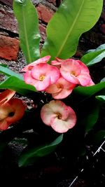 Close-up of pink flowers blooming outdoors