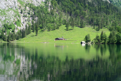 Scenic view of lake in forest