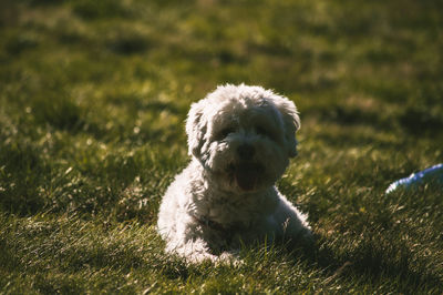 Close-up of a dog on field