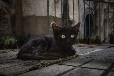 Portrait of cat