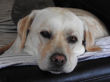 Close-up portrait of dog relaxing