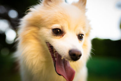 Close-up of dog sticking out tongue