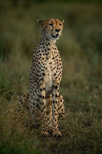 Cheetah sits in savannah with open mouth