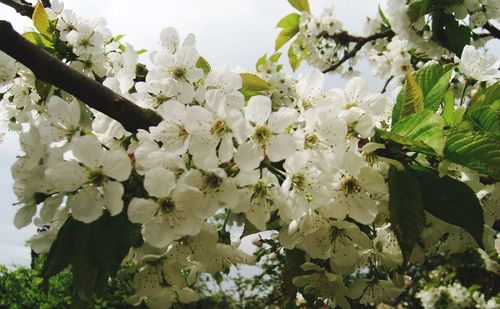 Low angle view of white flowers blooming on tree